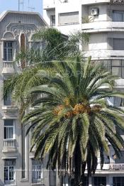 Image du Maroc Professionnelle de  Un vieux palmier de l'ancienne Squar Gentil devenue la Place Maréchal, au un superbe Bâtiment ardt Déco datant des année 1930 qui donne de nos jour sur la Grande Place des Nations Unies, Lundi 6 Octobre 2008 à Casablanca. (Photo / Abdeljalil Bounhar)

